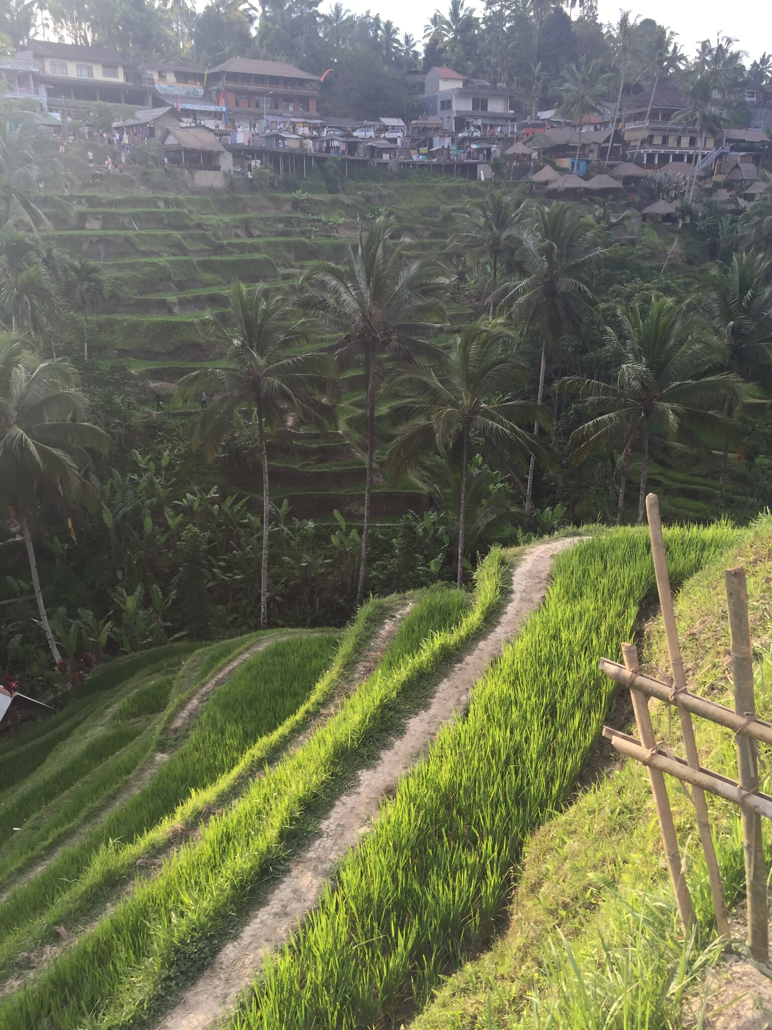 Terraced rice paddies at Tegalalang